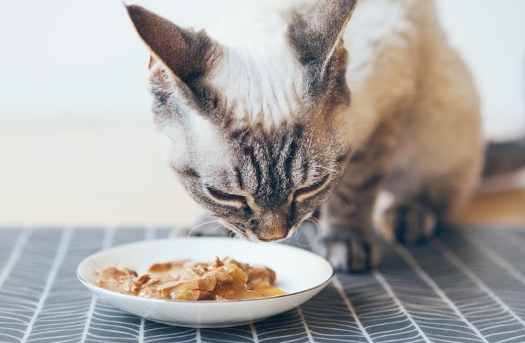 kelebihan dan kekurangan wet food