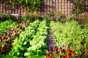 tanaman yang cocok ditanam di kebun belakang rumah